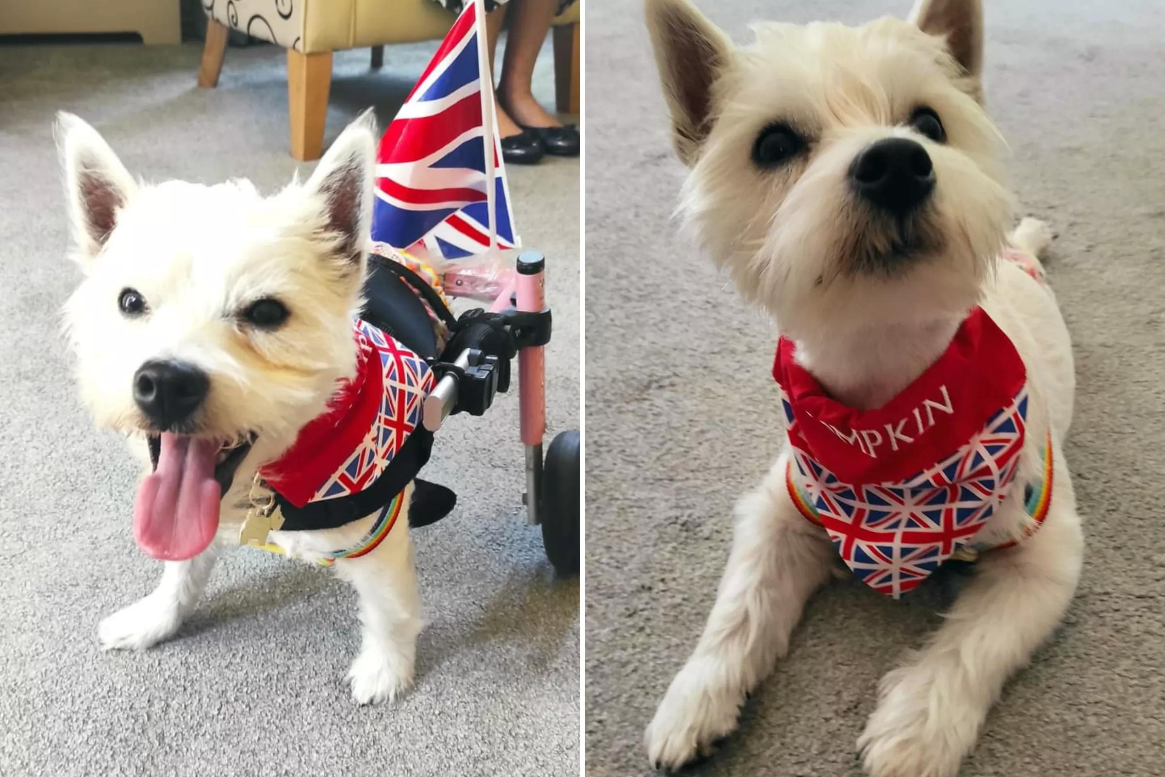Puppy Paralyzed After Spine Broken Becomes Inspirational Therapy Dog - Vimarsana News