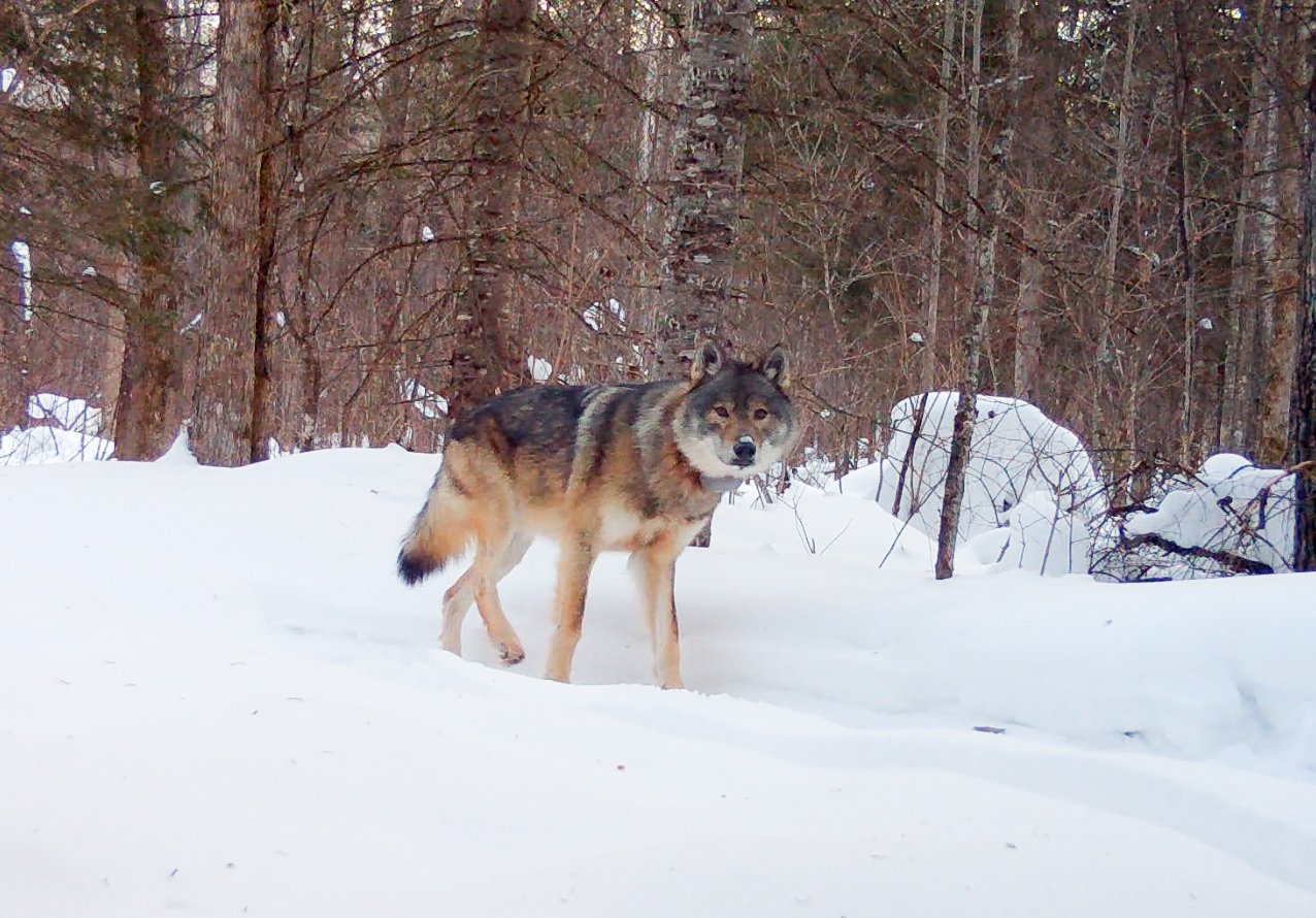 Minnesota Wolf Goes On Record-breaking Beaver Massacre - Trendradars Latest