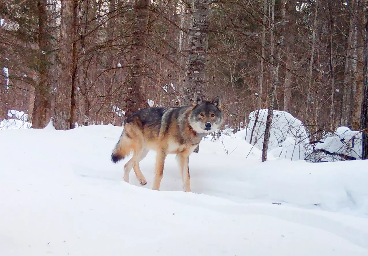 Minnesota Wolf Goes on Record-Breaking Beaver Massacre - Vimarsana News