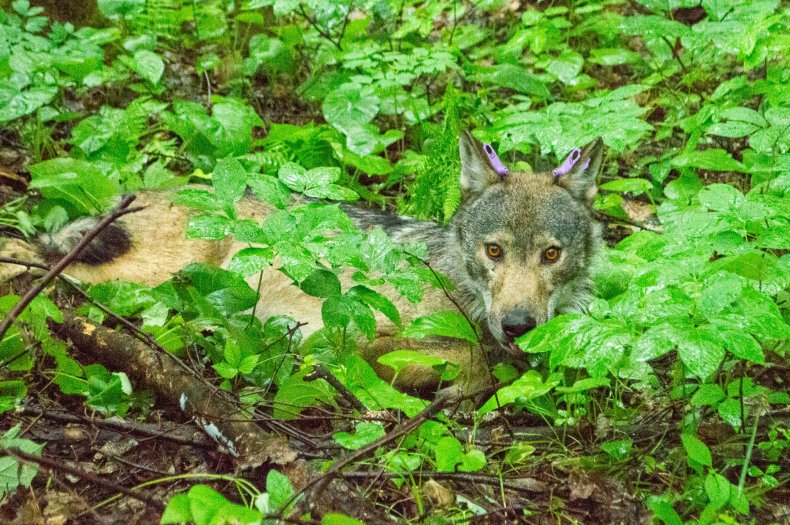 Wolf