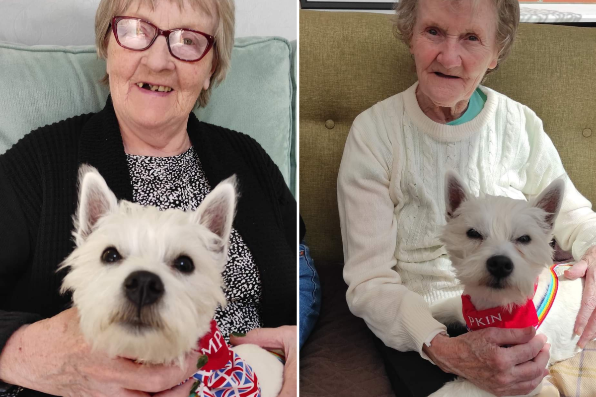 Paralyzed puppy becomes therapy dog