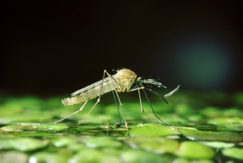 mosquito in stagnant water