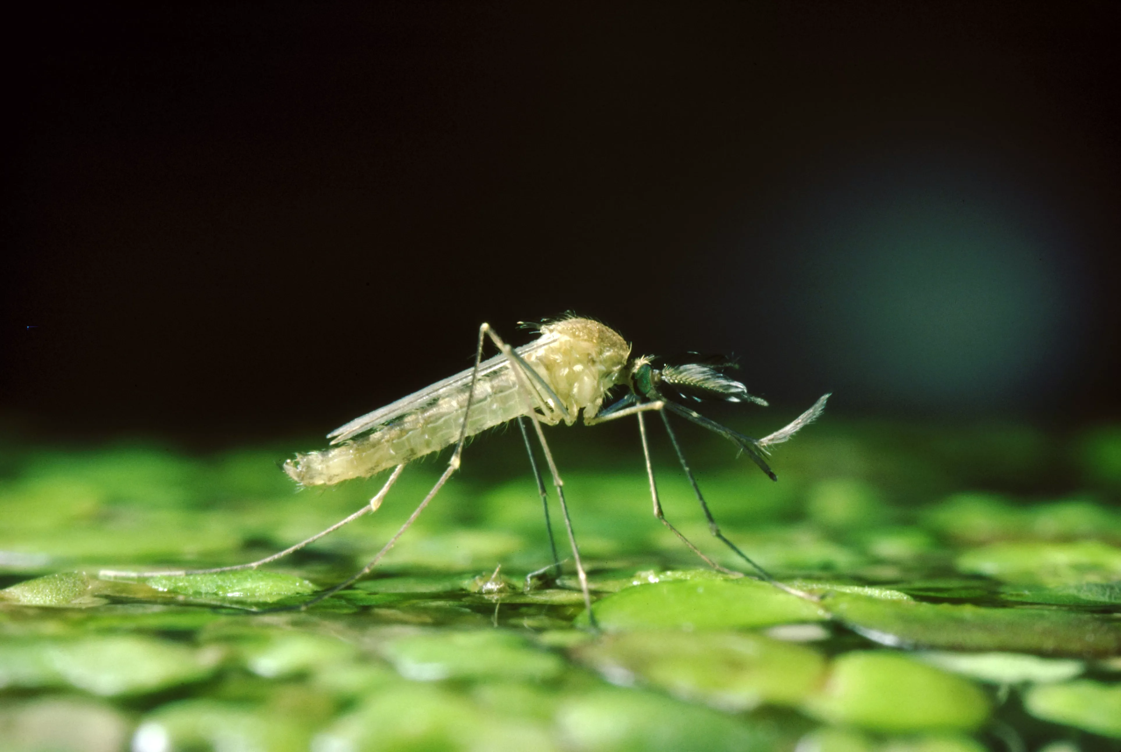 Best Ways To Keep Your Home Clear of Mosquitoes, According to Experts - Vimarsana News