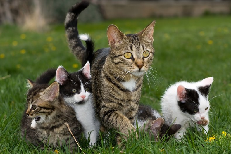 Image showing four cats on grass