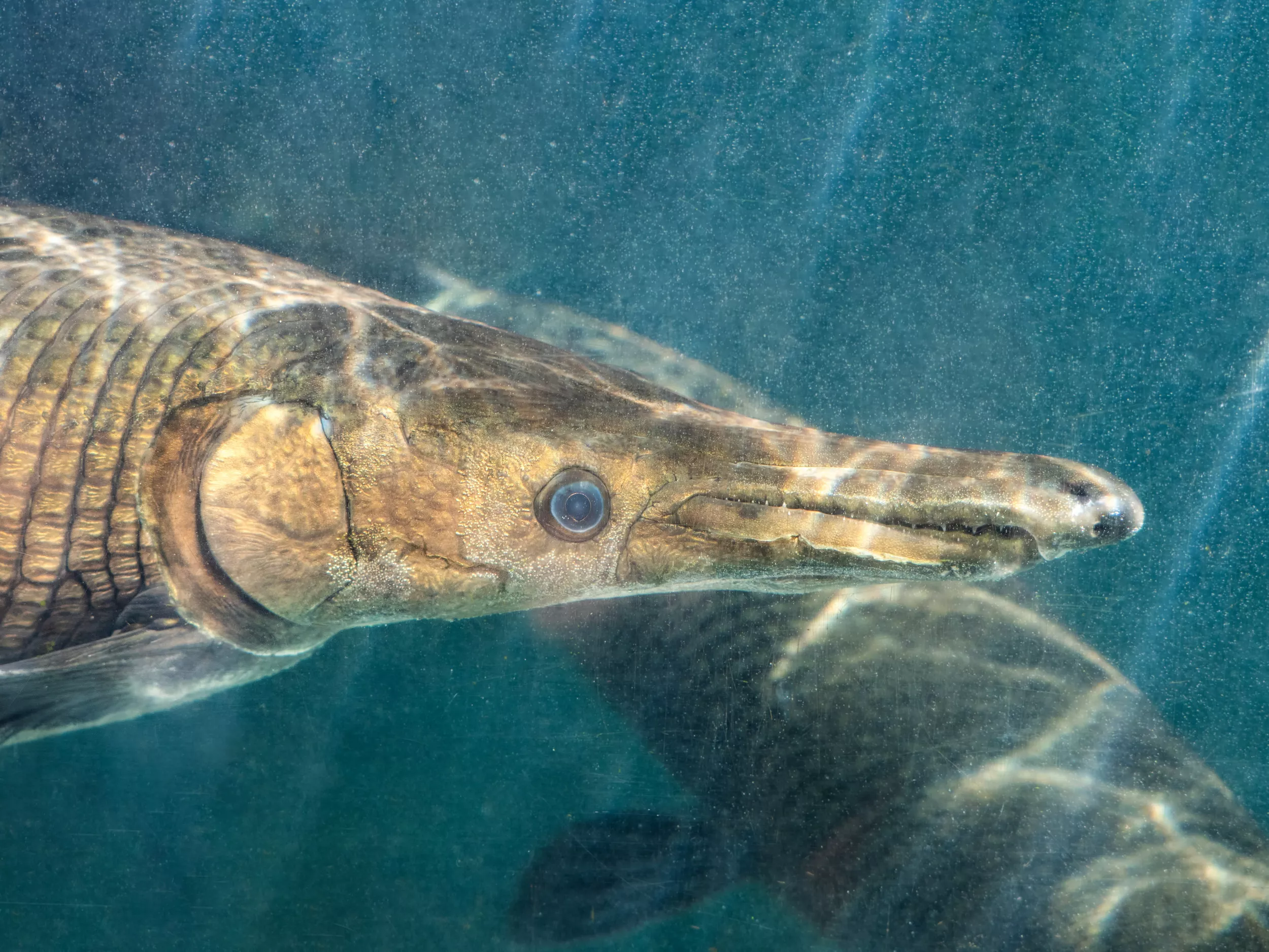 Texas Man Catches Monster Alligator Gar With Bow and Arrow - Vimarsana News