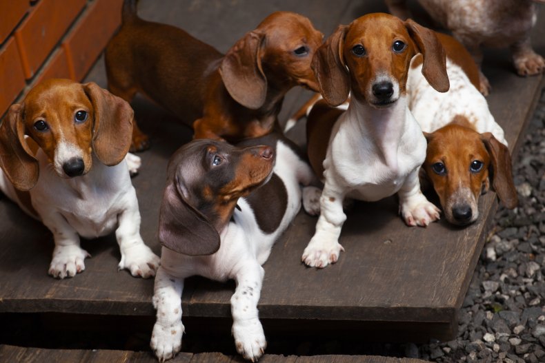 File photo of group of dachshunds.