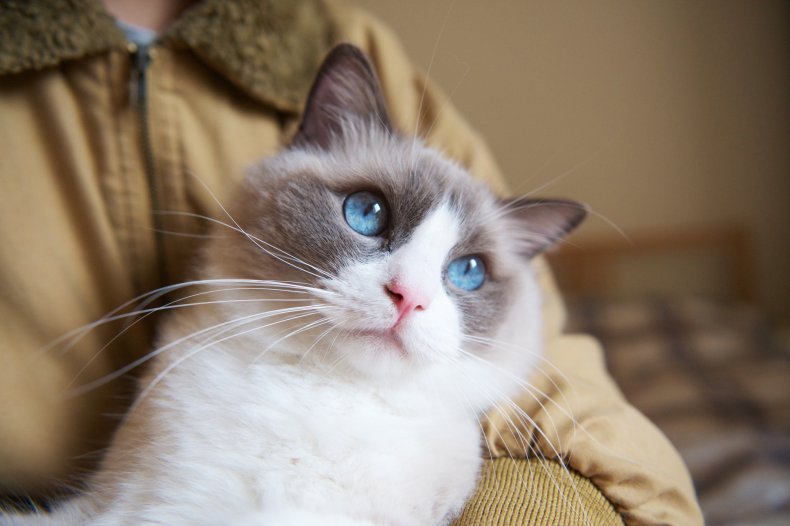 Ragdoll kitten