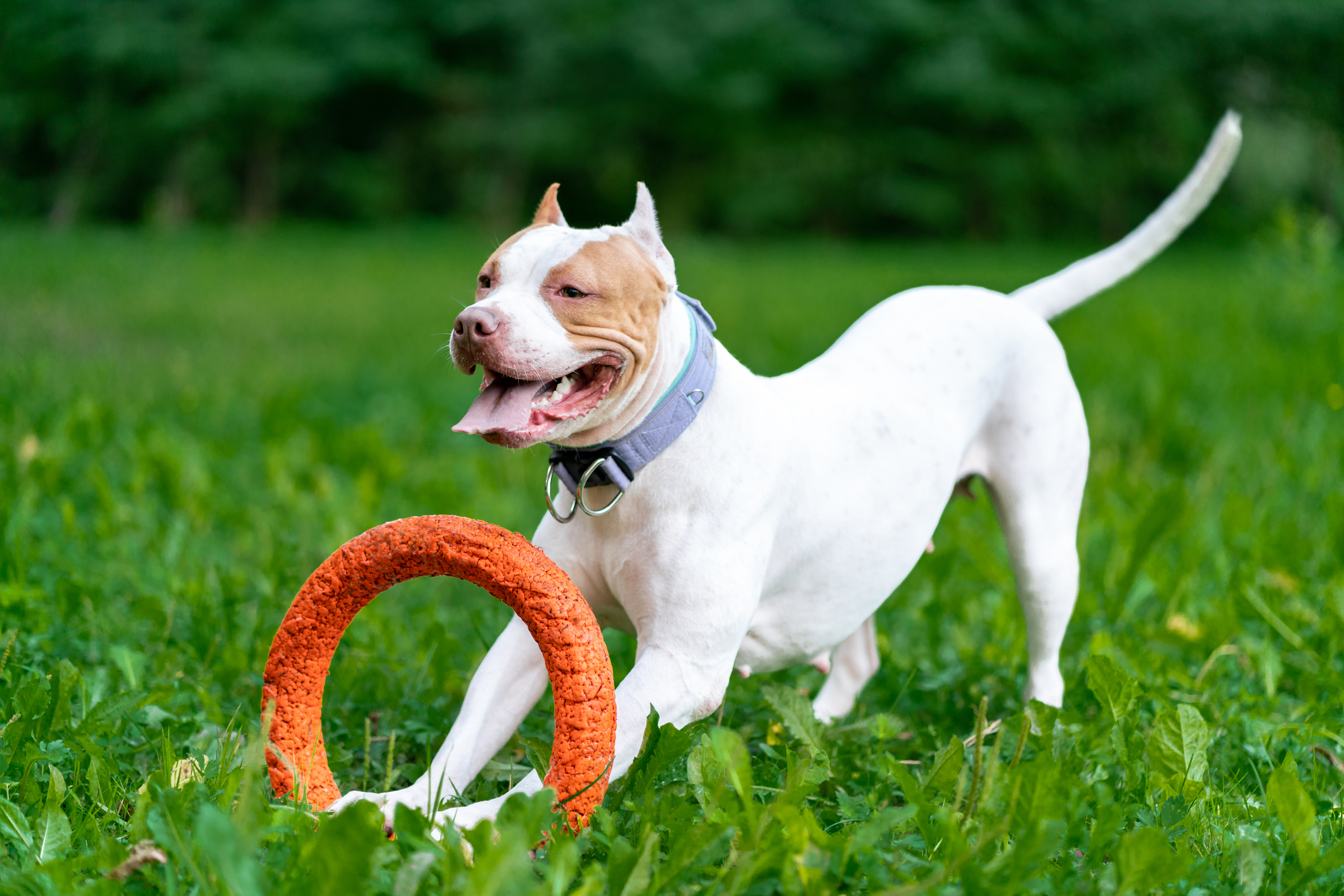 How fast can a staffordshire bull terrier sales run