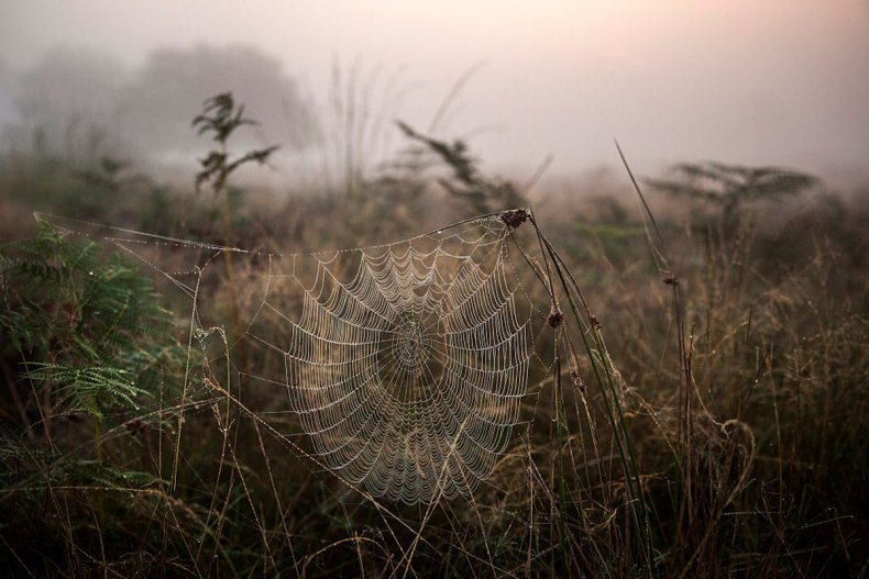 Spiderweb at Richmond Park in London