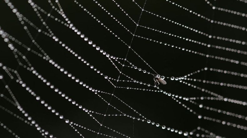 Gnat stuck in cobweb