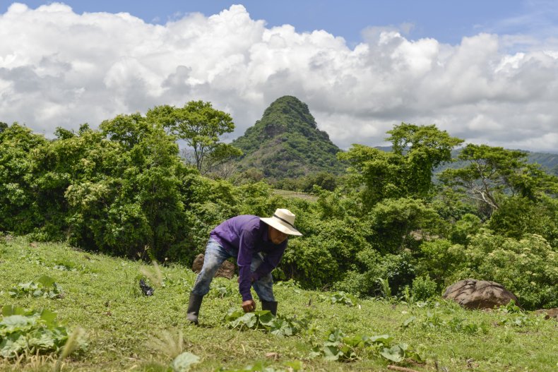 A farmer harvests crops