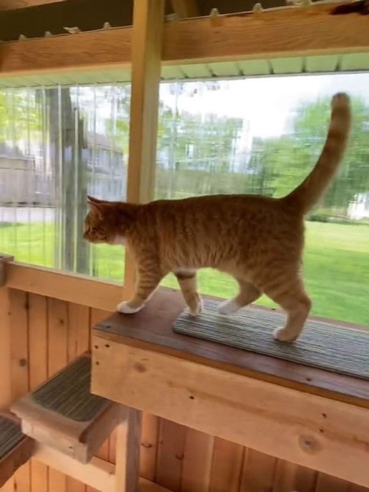Rochester cat colony