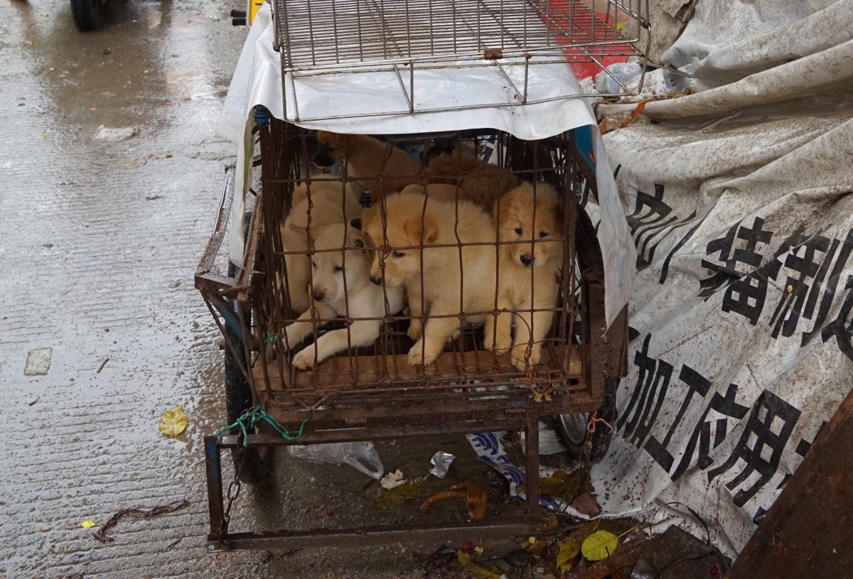 Puppies at Yulin Dog Meat Festival