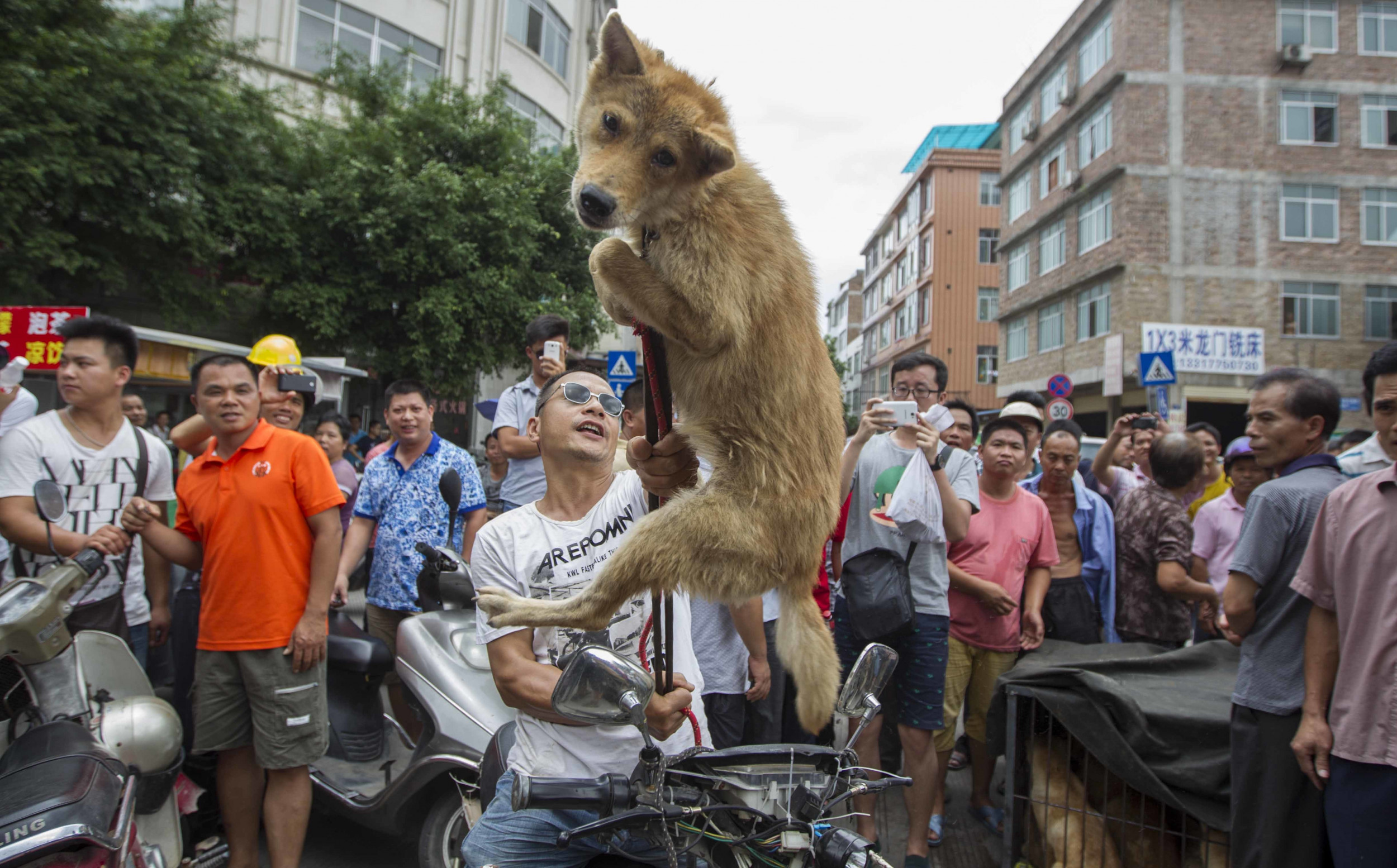 Pictures From Yulin Dog Meat Festival Show Heartbreaking Cruelty Of ...