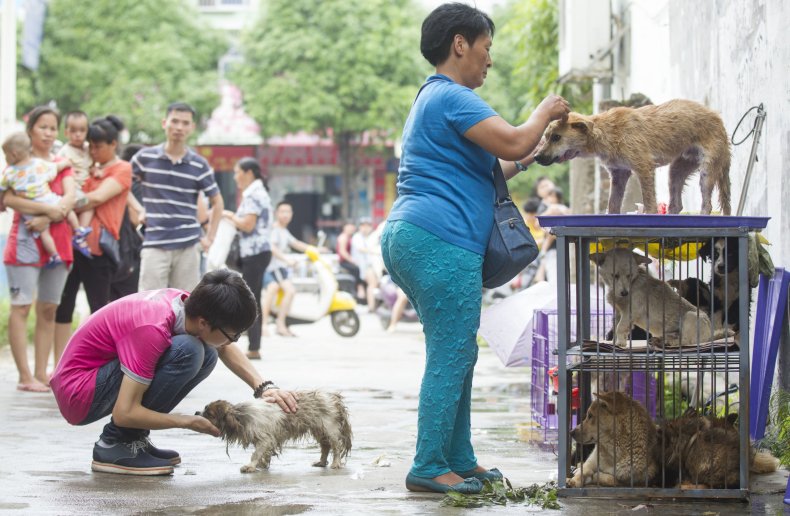 Animal activists at Yulin Dog Meat Festival