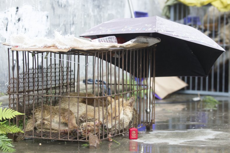 Caged dogs to be slaughtered at Yulin