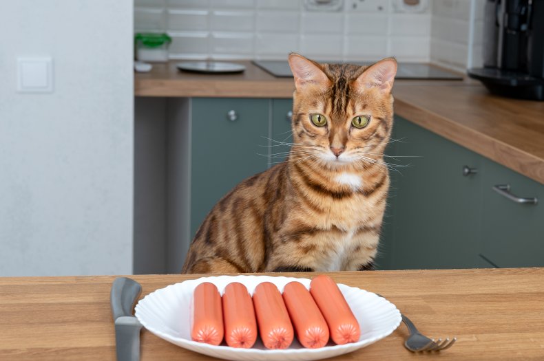 ‘Savage’ Bengal Cat Loves Food So Much He Has To Be Fenced In at Meal Times