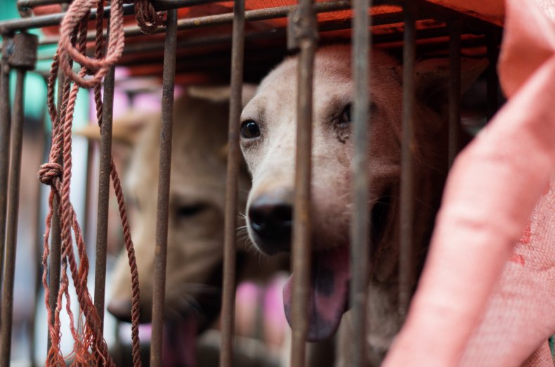 A caged dog at the Yulin Festival