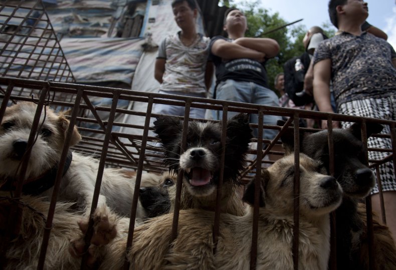 Dog meat vendors in Yulin, China