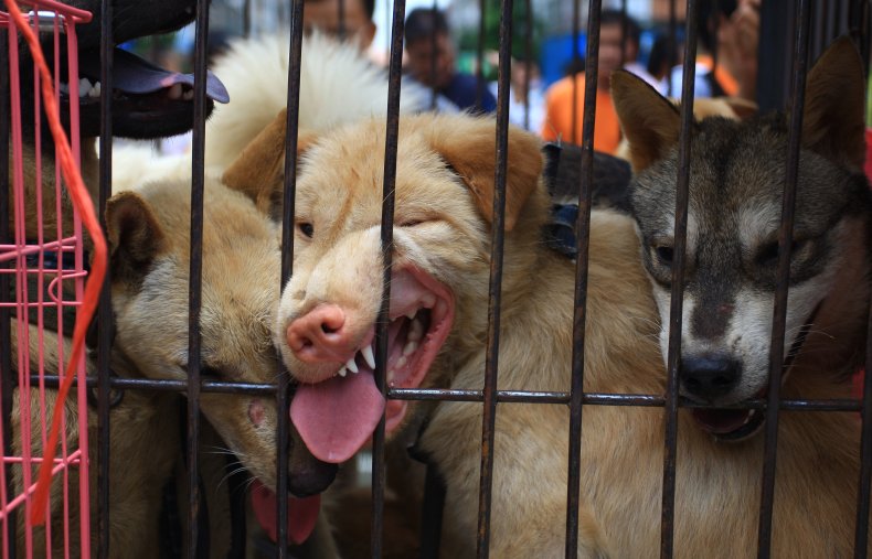 Dogs on sale in Yulin