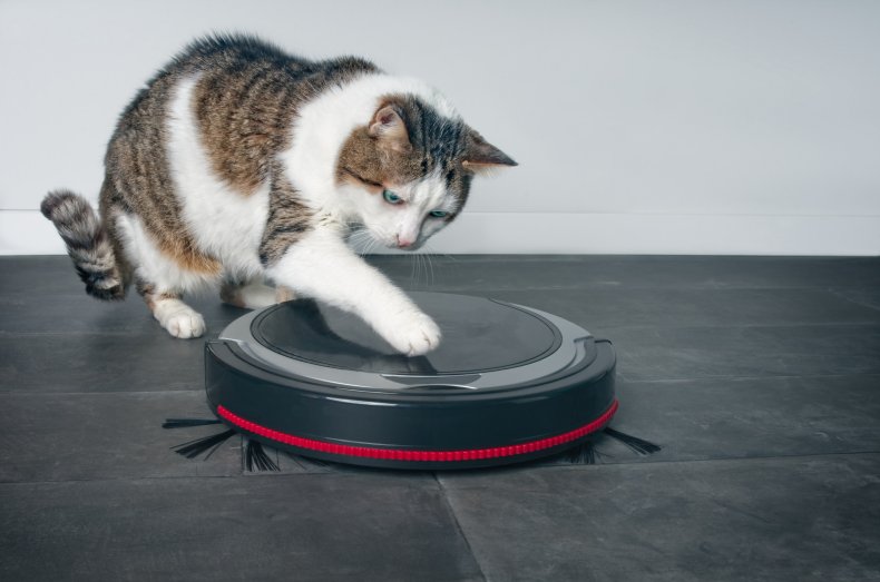 Kat leger med en robotstøvsuger 