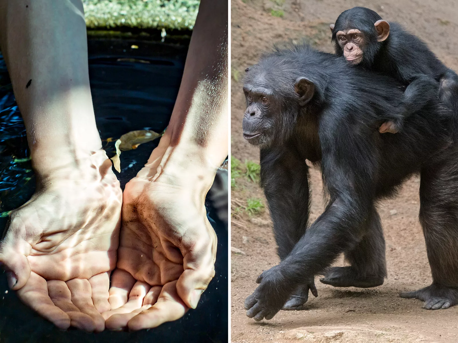 Rainforest Chimpanzees Dig Wells for Water in Fascinating, Rare Behavior - Vimarsana News