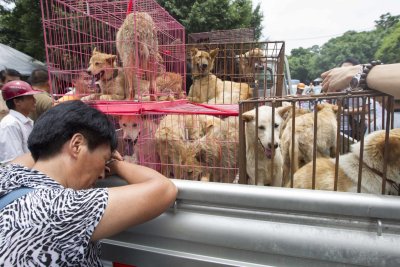 yulin dog meat festival 