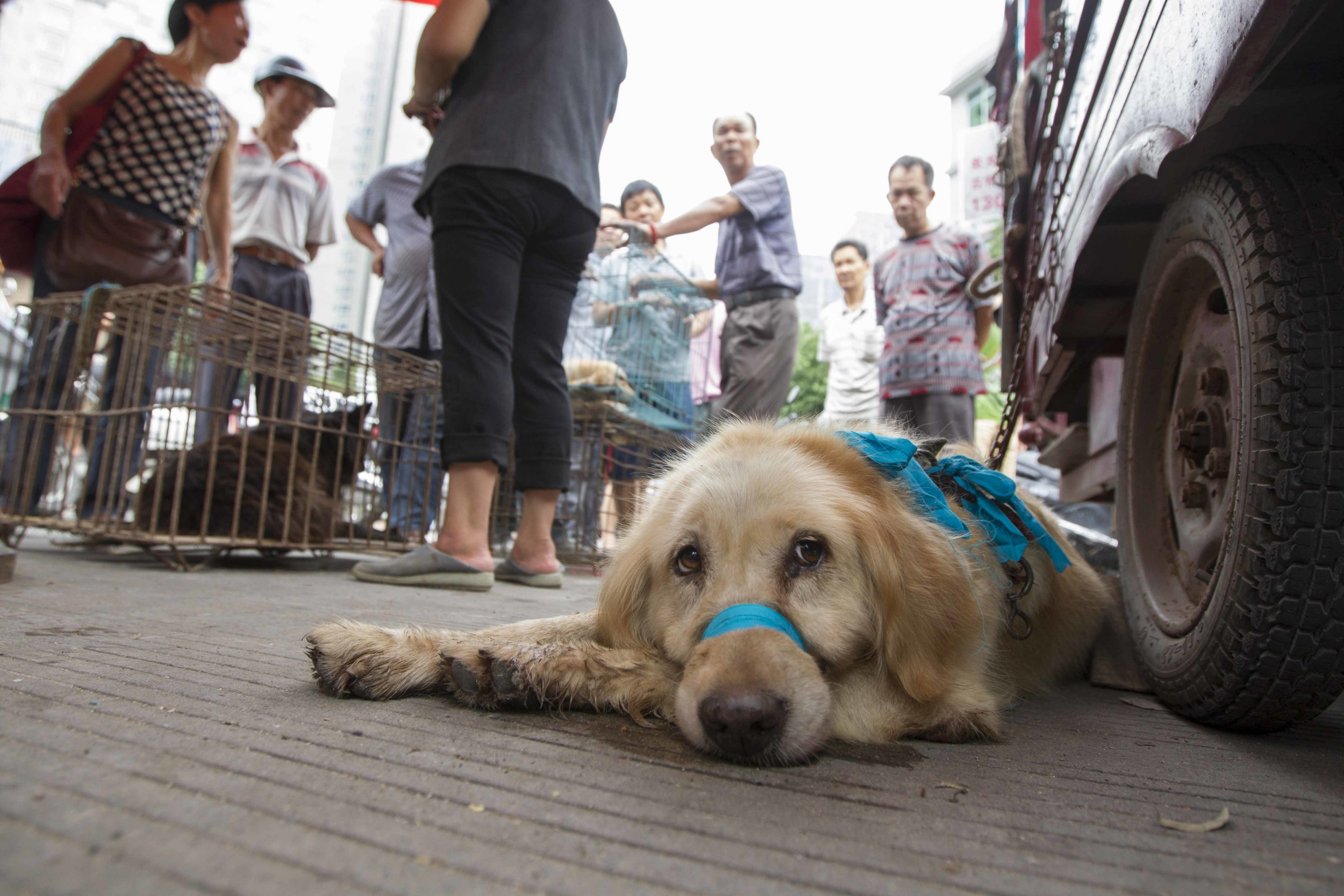 Yulin Dog Meat Festival 2022: When Is It, Why Is It Held And What ...