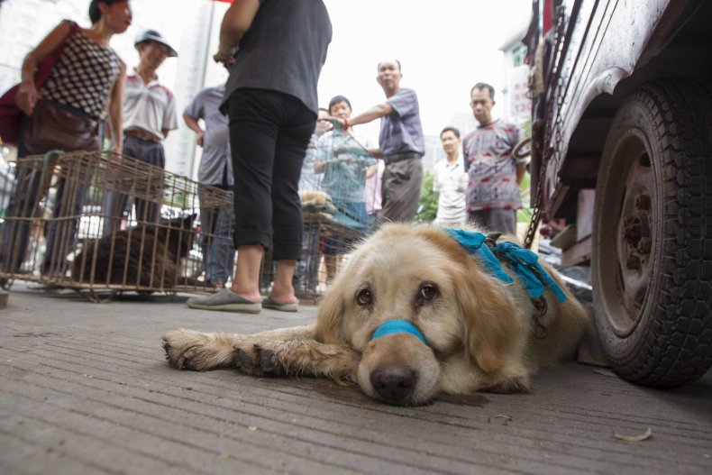 dog yulin festival 