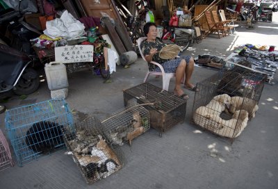 Yulin Dog Meat Festival Yulin Dog Meat Festival