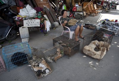 Yulin Dog Meat Festival 