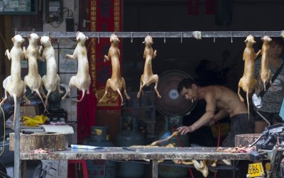 Yulin Dog Meat Festival Yulin Dog Meat Festival