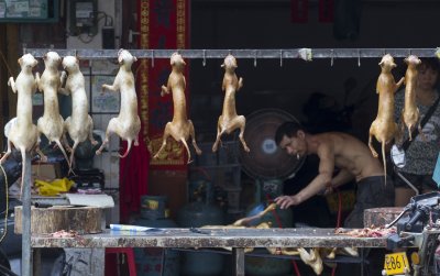 Yulin Dog Meat Festival 