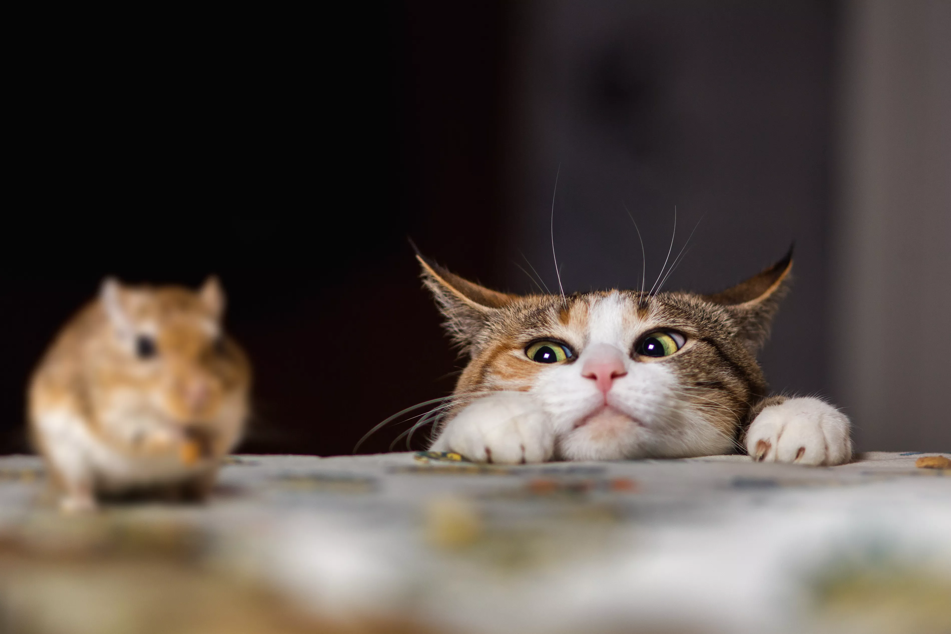 Cat Befriends Rat After Owner Hoped It Would Get Rid of It - Vimarsana News