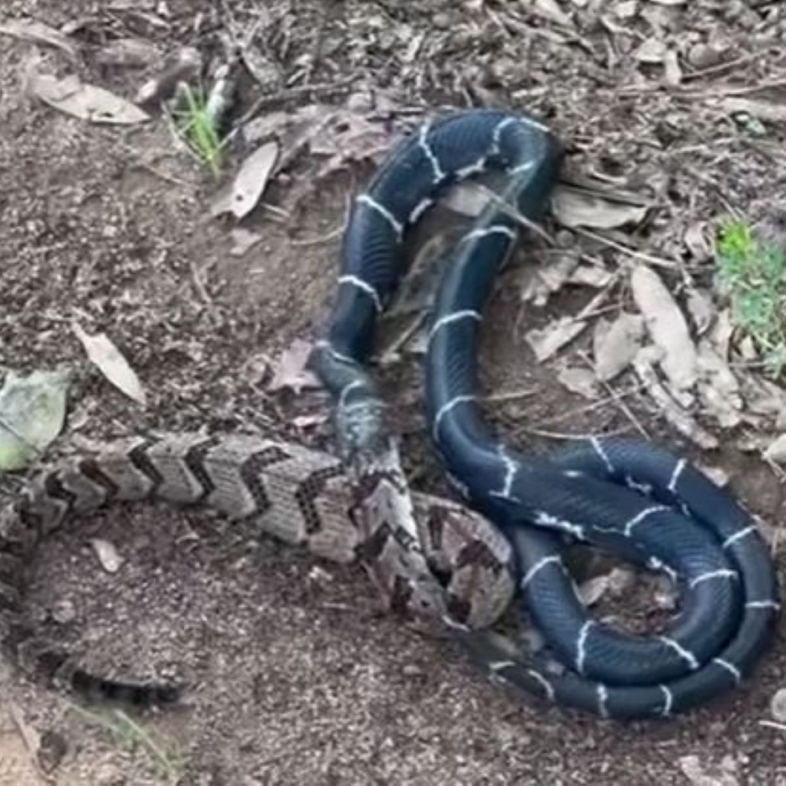 Georgia Man Films Snake Eating Bigger Snake on Walk to Mailbox
