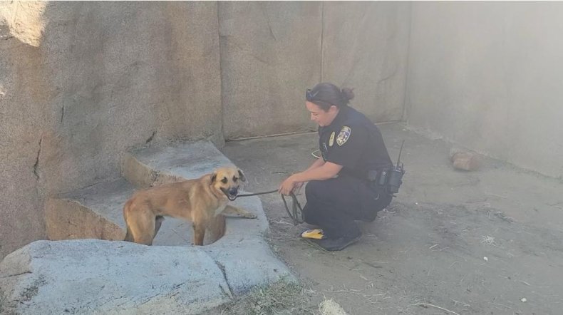 dog