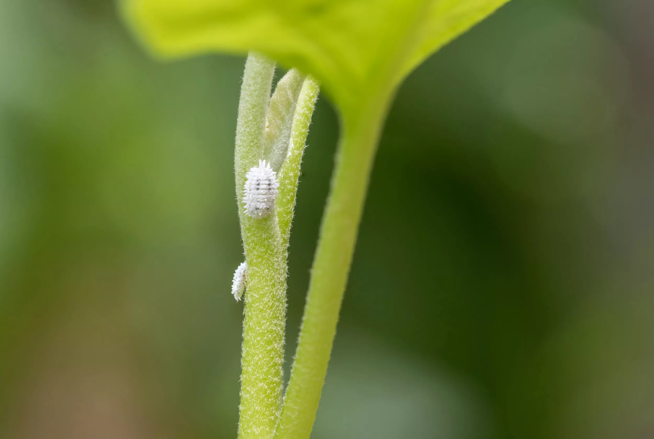 DIY Hacks To Get Rid of Plant Bugs for Good - Vimarsana News