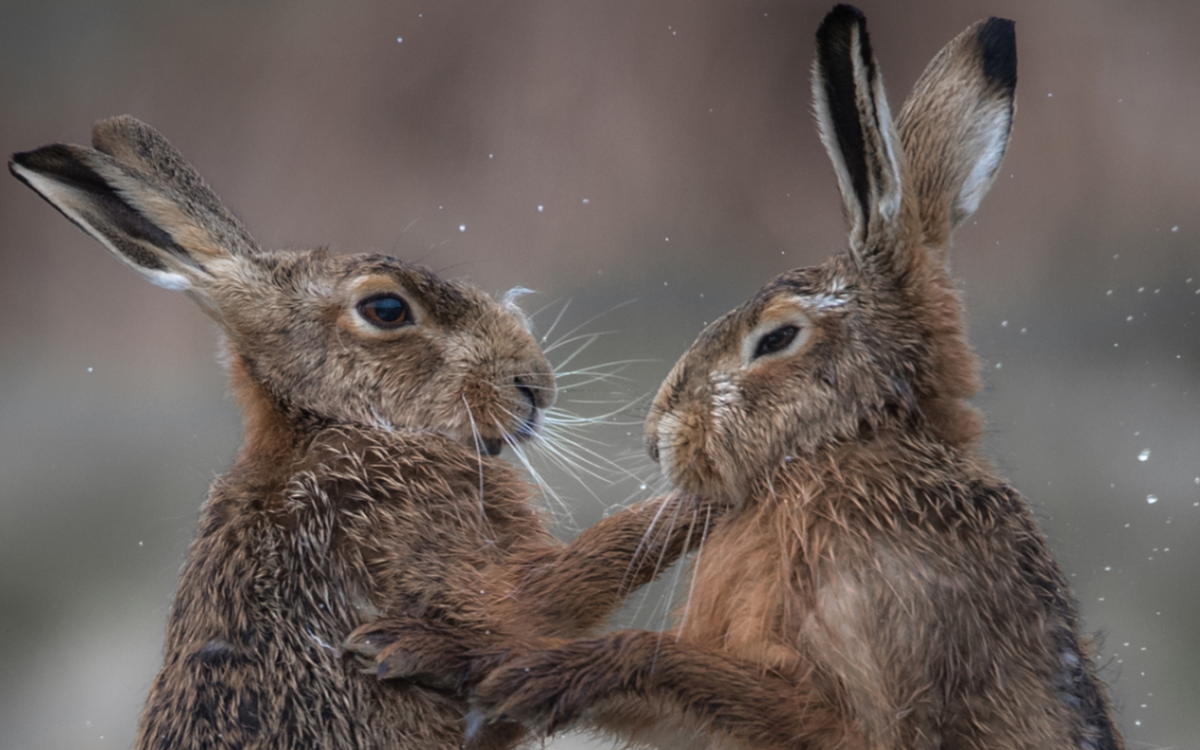 Two female rabbits store fighting