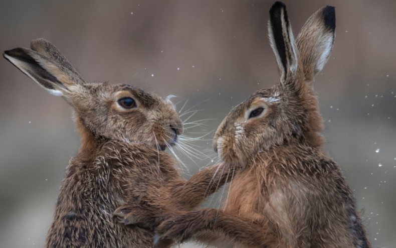 A pair of hares trading punches.