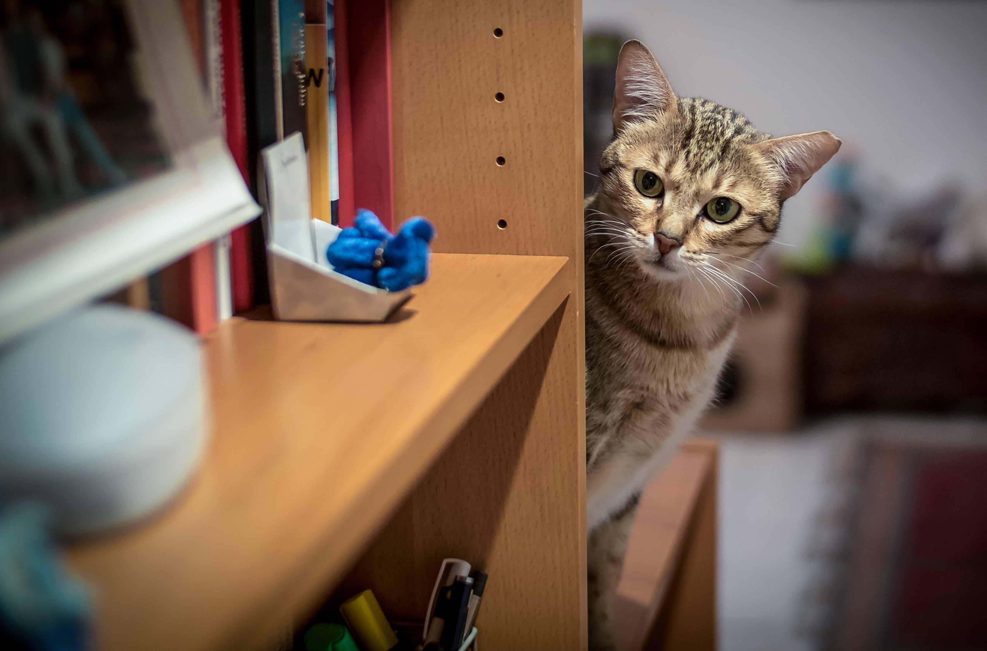 ‘Apex Predator’ Cat Hilariously Hides in Cupboard When There’s a Visitor