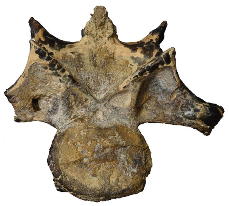 Abelisaurid neck vertebra