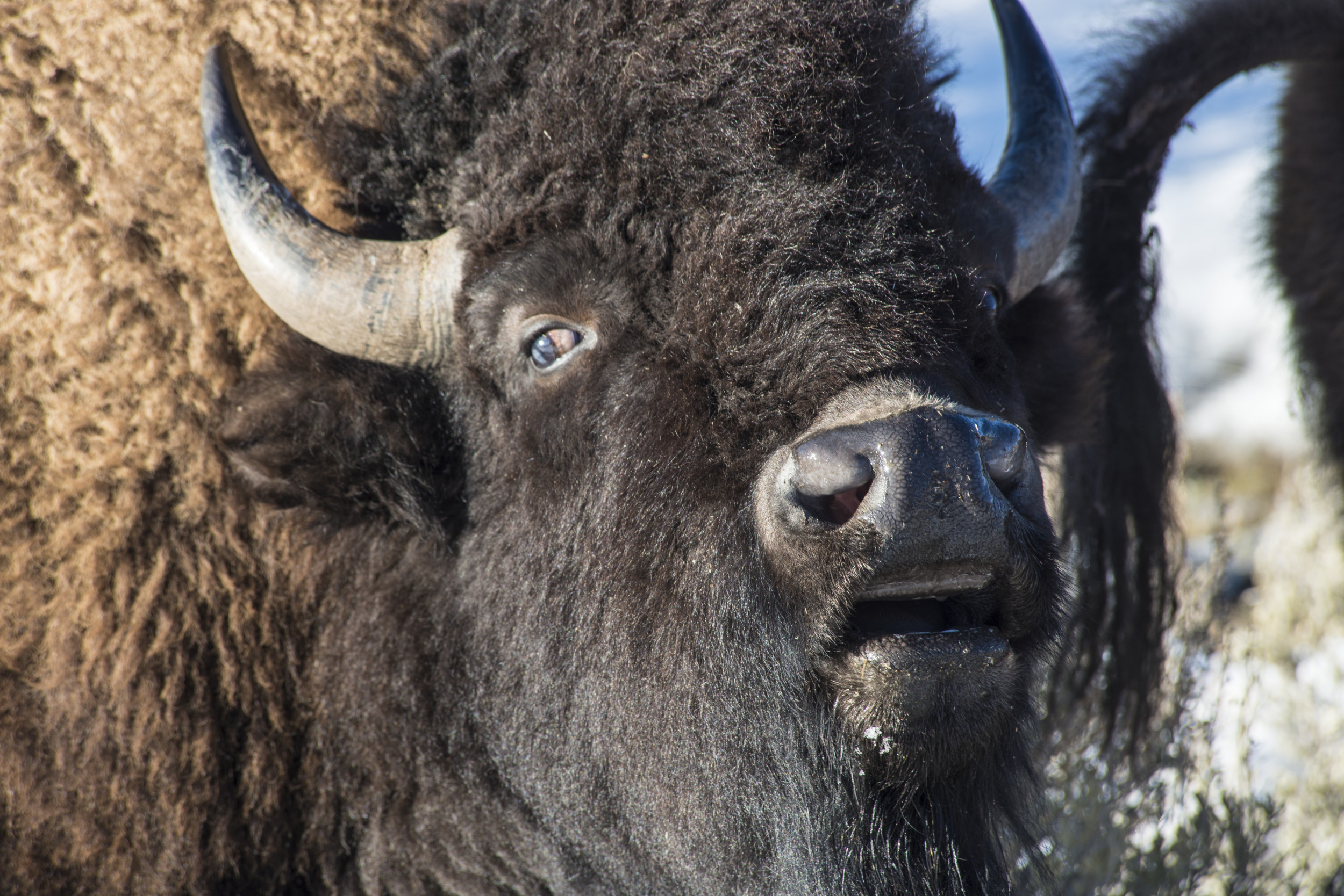 massive-bison-uses-boardwalk-full-of-tourists-as-chin-scratcher