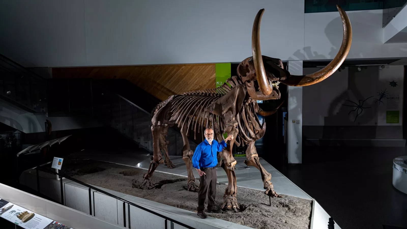 Ice age mastodon died nearly 100 miles from home in bloody mating season battle