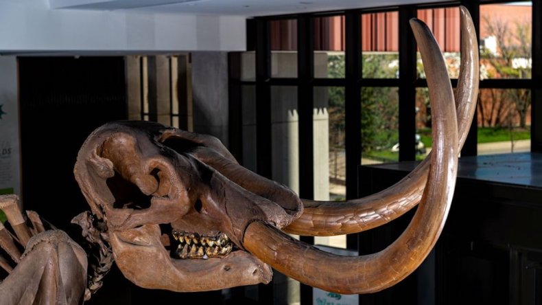 Buesching mastodon