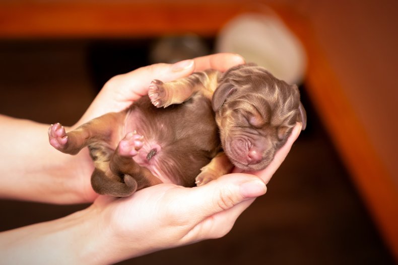 newborn puppy dog baby pet 