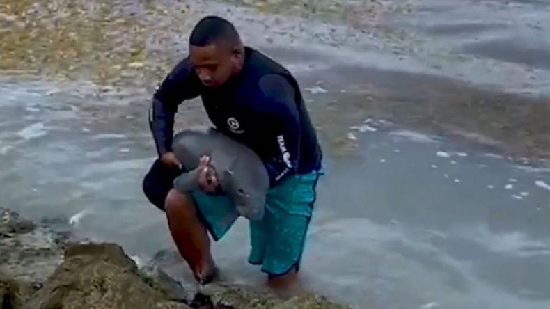 Baby manatee rescued in Belize
