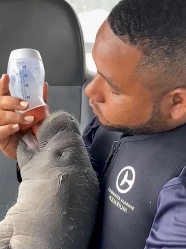 Bottle-feeding a rescued baby manatee