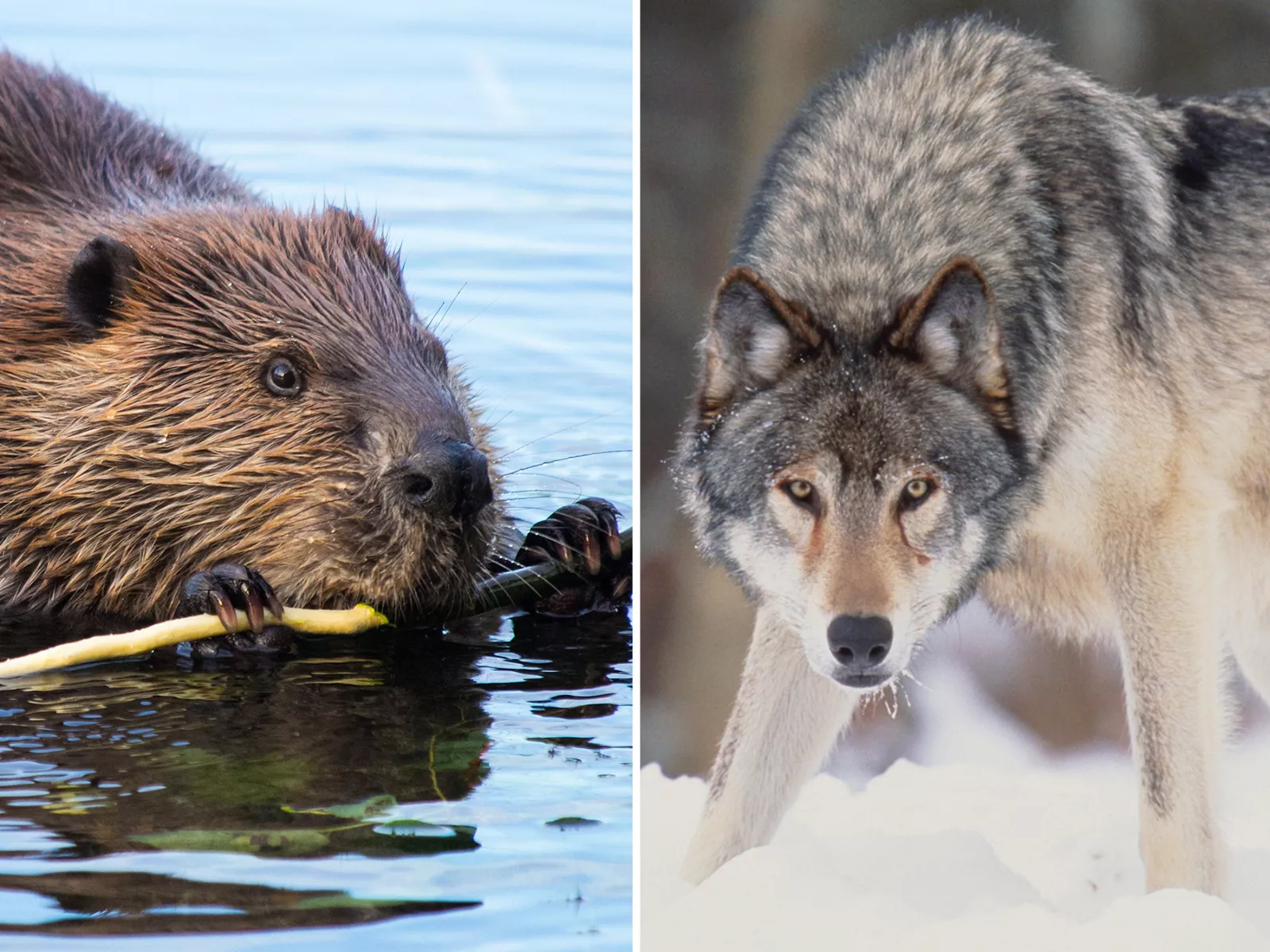 Some Wolves Have 'Beaver-Killing Personalities,' Scientists Say - Vimarsana News