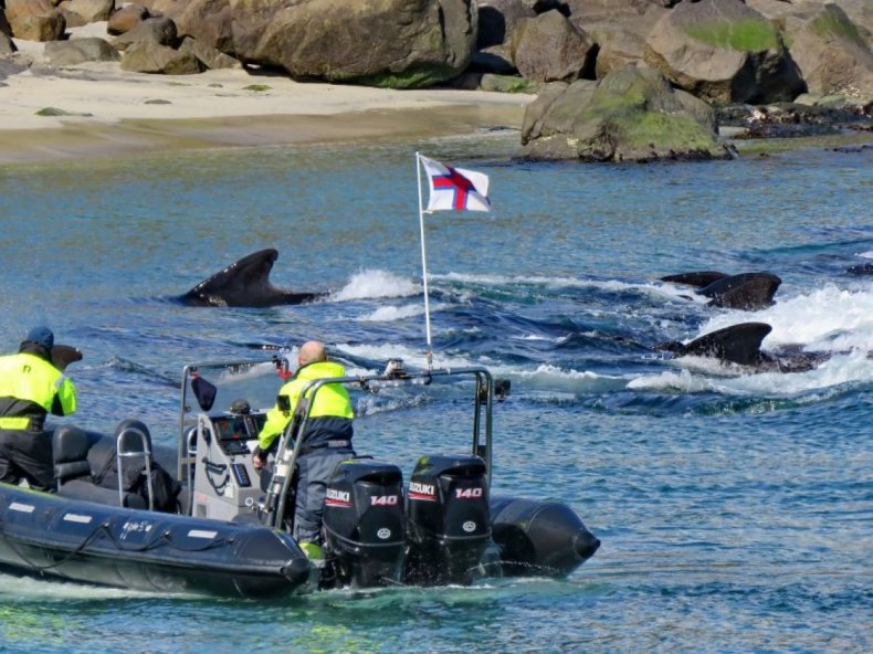 Pilot whales
