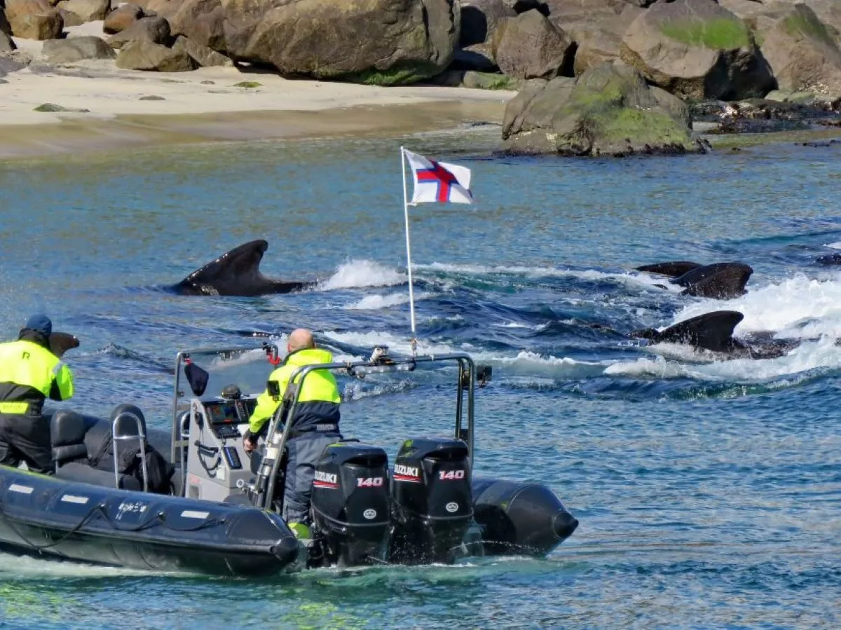 Faroe Islands Slaughter Begins With Pilot Whales Butchered Alive - Vimarsana News